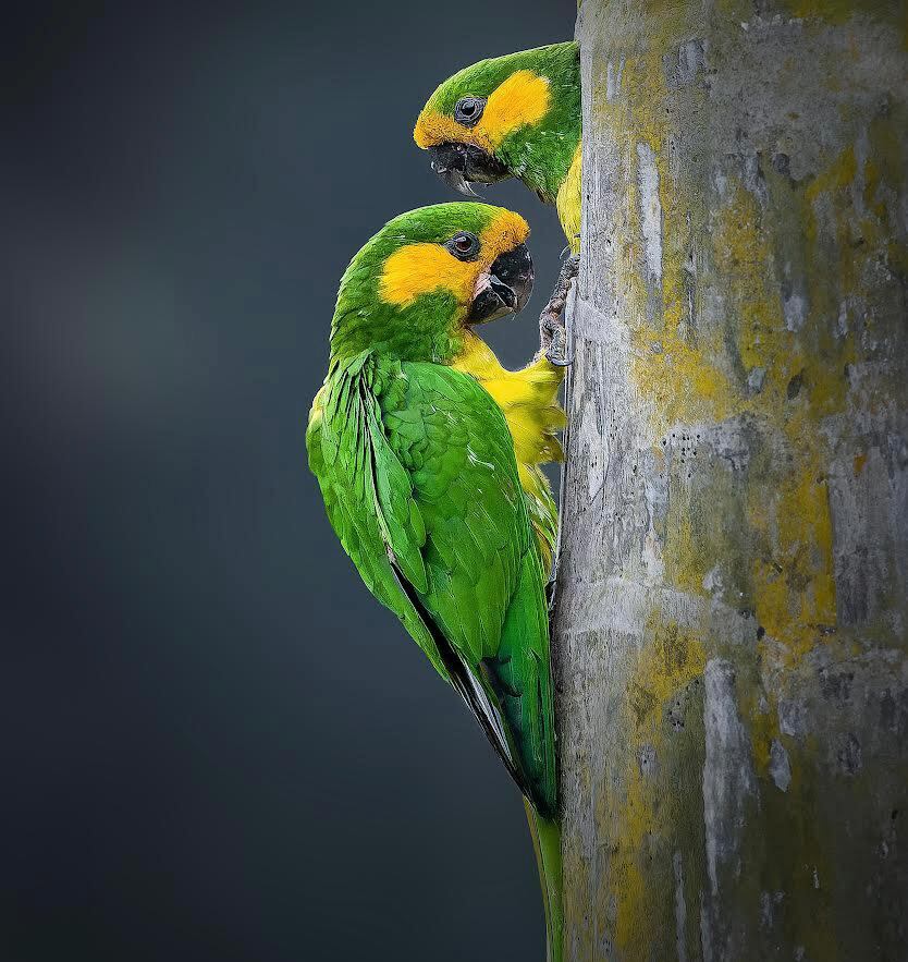 Loro orejiamarillo (Ognorhynchus icterotis).
