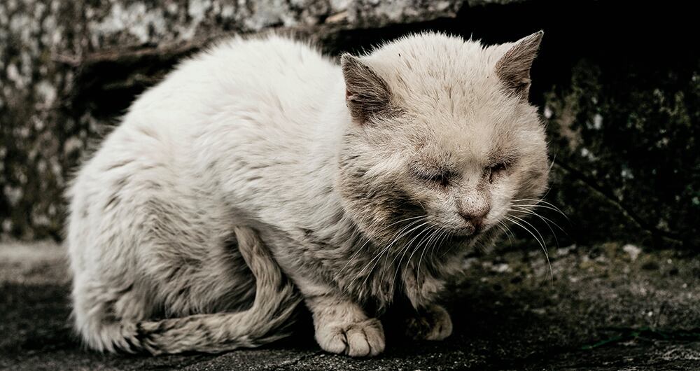 Mientras estos problemas son subsanados, a diario se viralizan decenas de fotos y videos de maltrato animal en Bogotá.