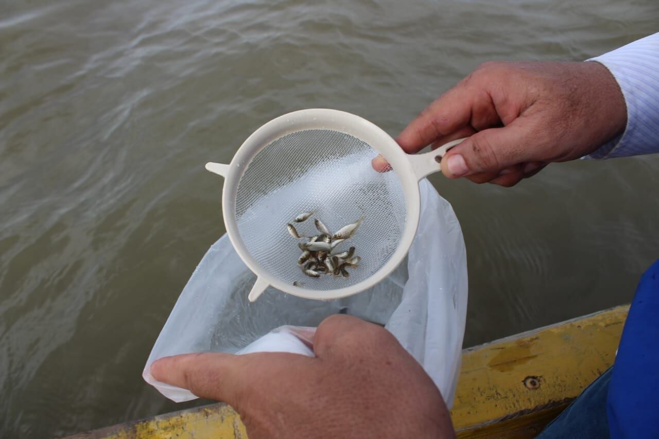 siembra de alevinos en ciénagas