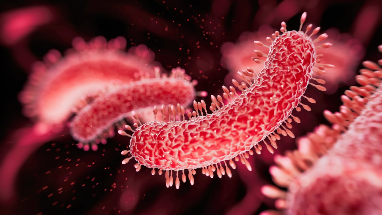 La bacteria genera insuficiencia respiratoria.
