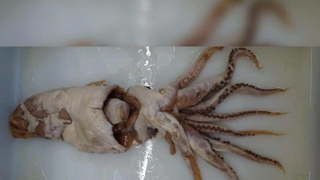 Este cefalópodo ha pasado de ser un error de catálogo a uno de los descubrimientos marinos más sorprendentes de 2025.