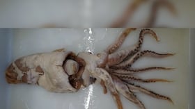 Este cefalópodo ha pasado de ser un error de catálogo a uno de los descubrimientos marinos más sorprendentes de 2025.