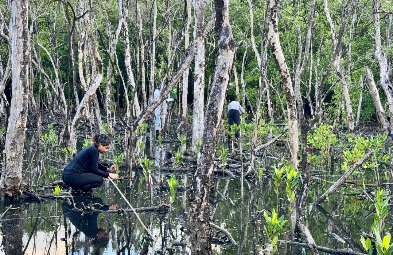En los procesos de restauración también se piensa en los humedales y ecosistemas de pantano del archipiélago.