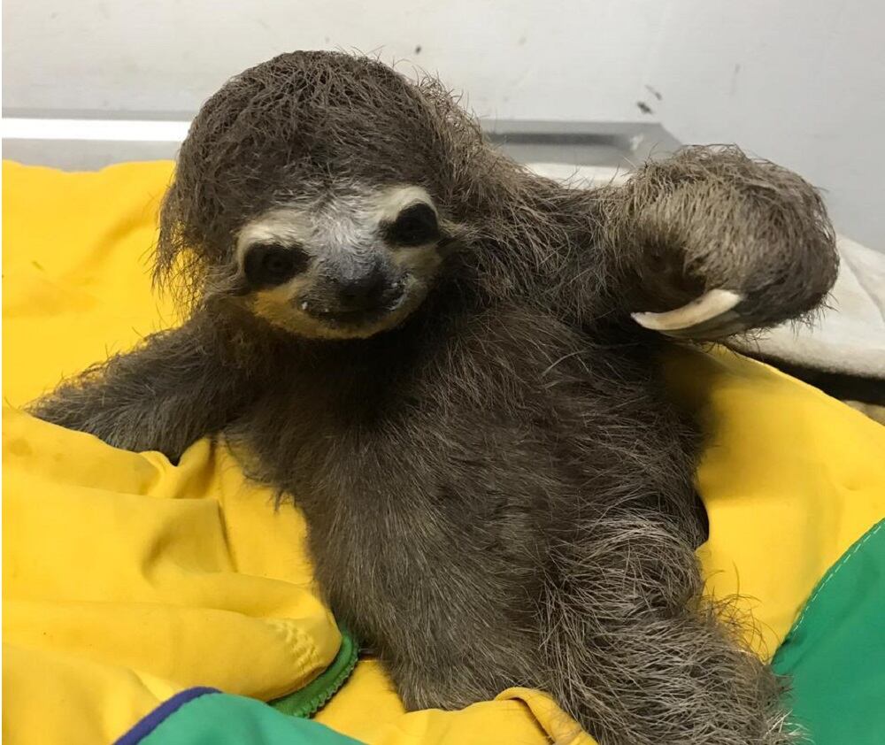 Oso perezoso atacado en Santander