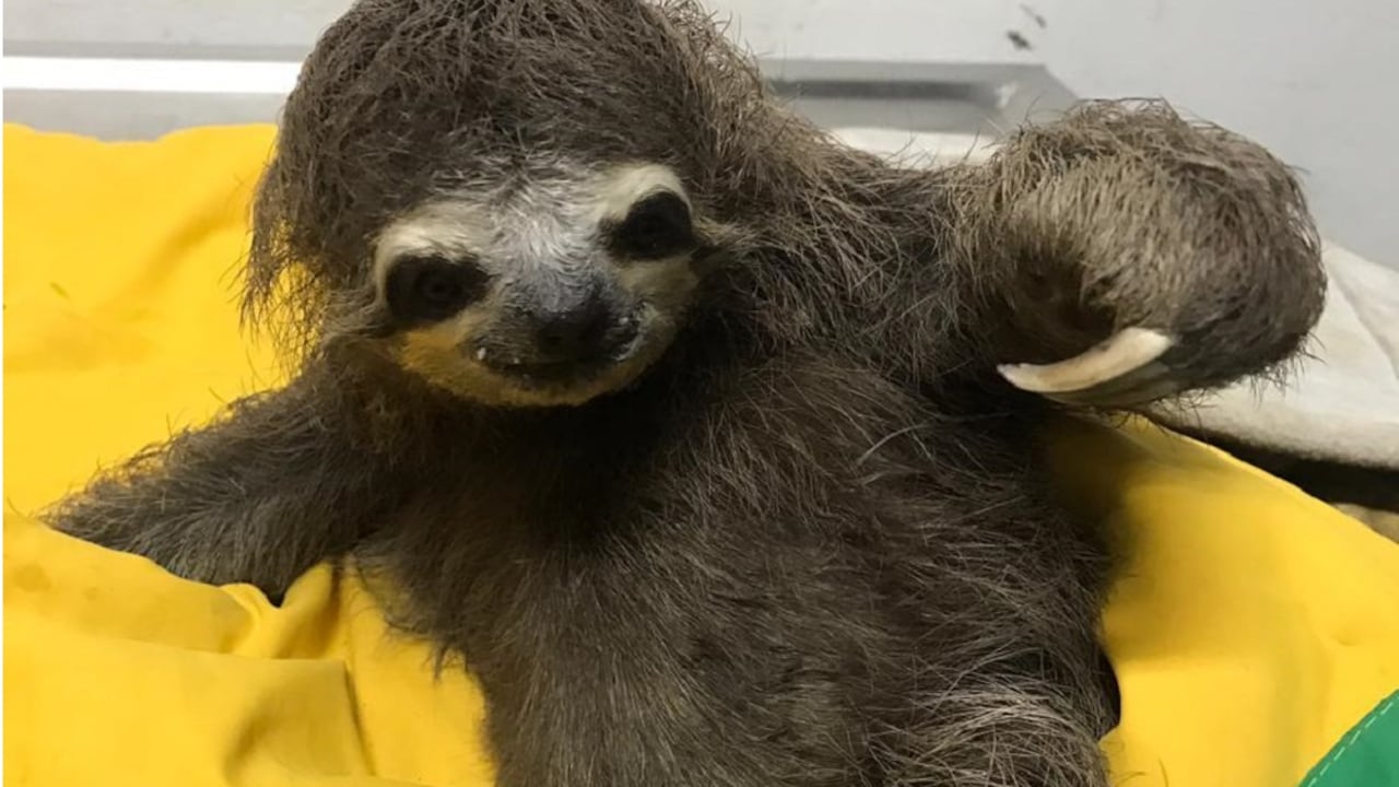 Este oso perdió a su madre en un ataque con perdigones y sufrió la mutilación de sus dedos del pie derecho. Foto: CAS