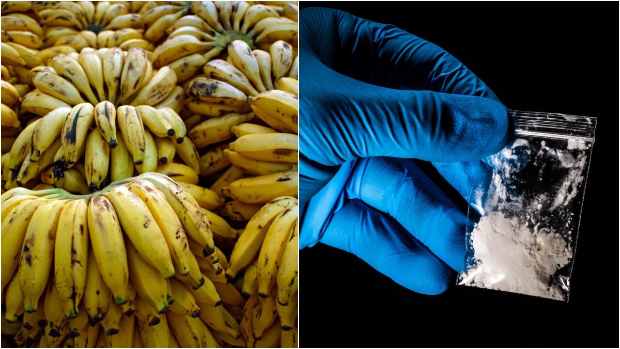 Red de narcotráfico usaba contenedores para mover cocaína hacia Europa escondida entre bananos; operaban con a complicidad de policías y funcionarios