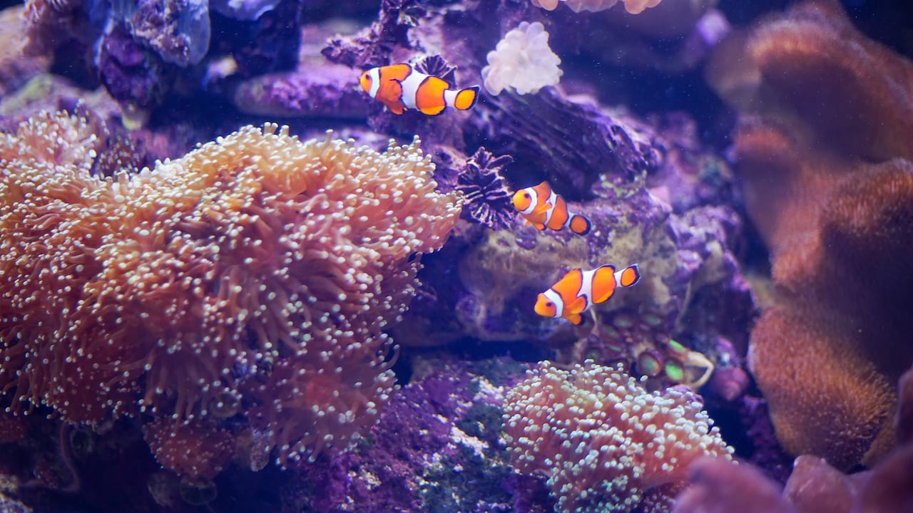 La ciencia logró conectar a los animales más primitivos con organismos similares a las esponjas actuales.