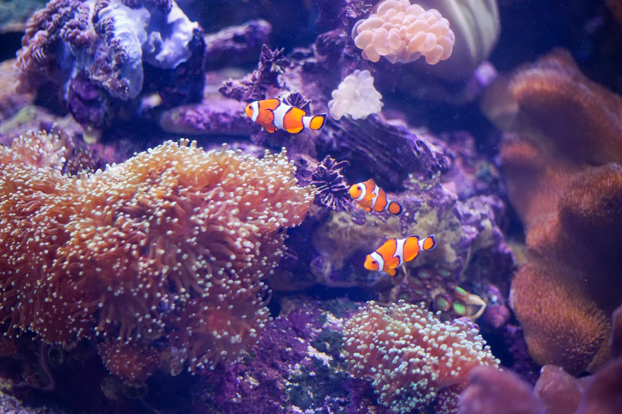 La ciencia logró conectar a los animales más primitivos con organismos similares a las esponjas actuales.