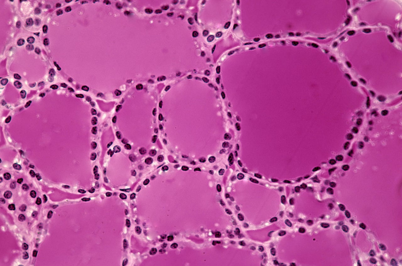 Doctor / Endocrinólogo / Endocrinología / Células