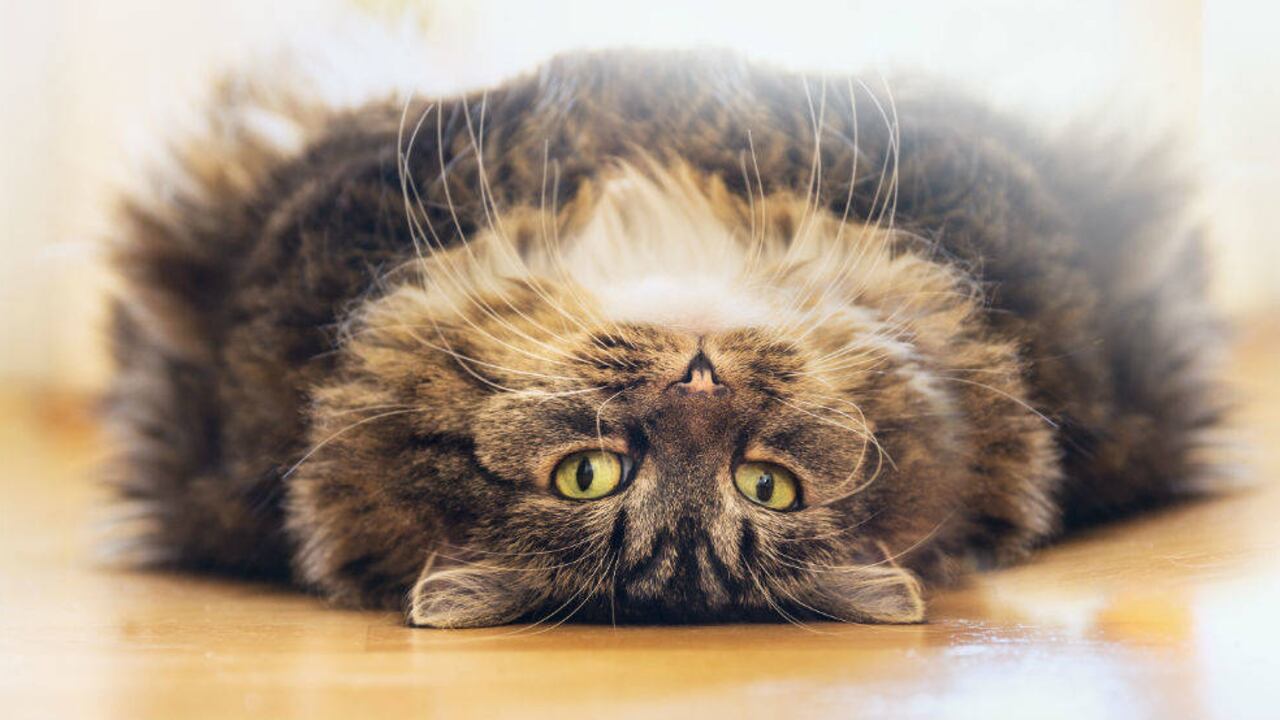 Un entorno equilibrado facilita la salud física y mental de tu gato.