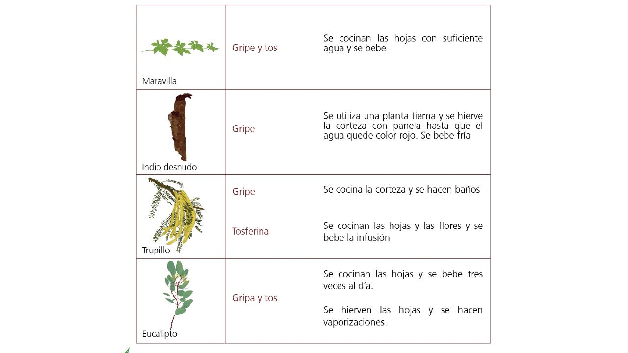 Vademécum de plantas medicinales Wayúu