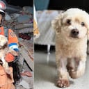 Pinky fue rescatado entre los escombros tras el terremoto en Venezuela y está bajo custodia de organizaciones animalistas de Medellín.