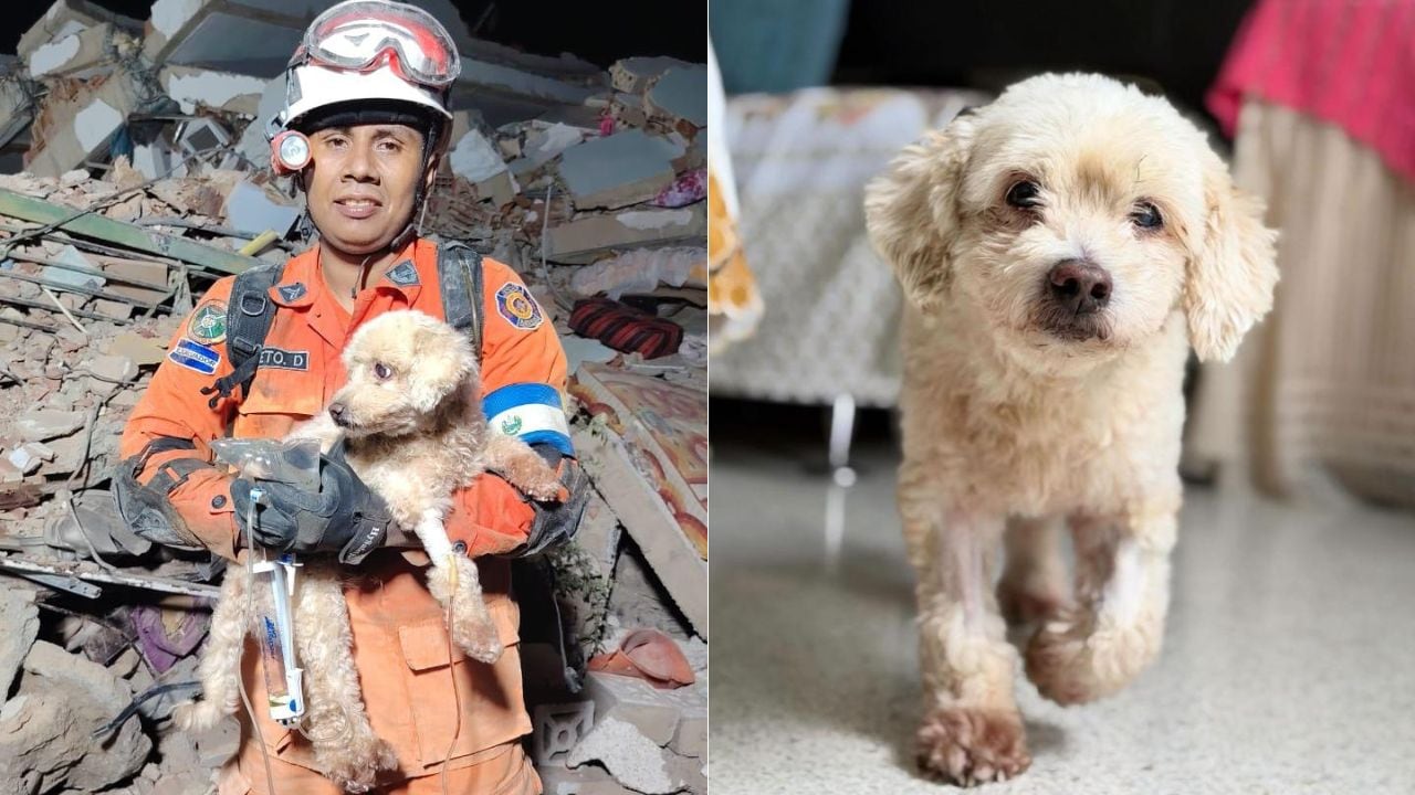 Pinky, rescatado entre los escombros de los terremotos en Venezuela, llenó de besos al rescatista que lo salvó.