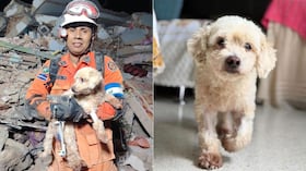 Pinky fue rescatado entre los escombros tras el terremoto en Venezuela y está bajo custodia de organizaciones animalistas de Medellín.
