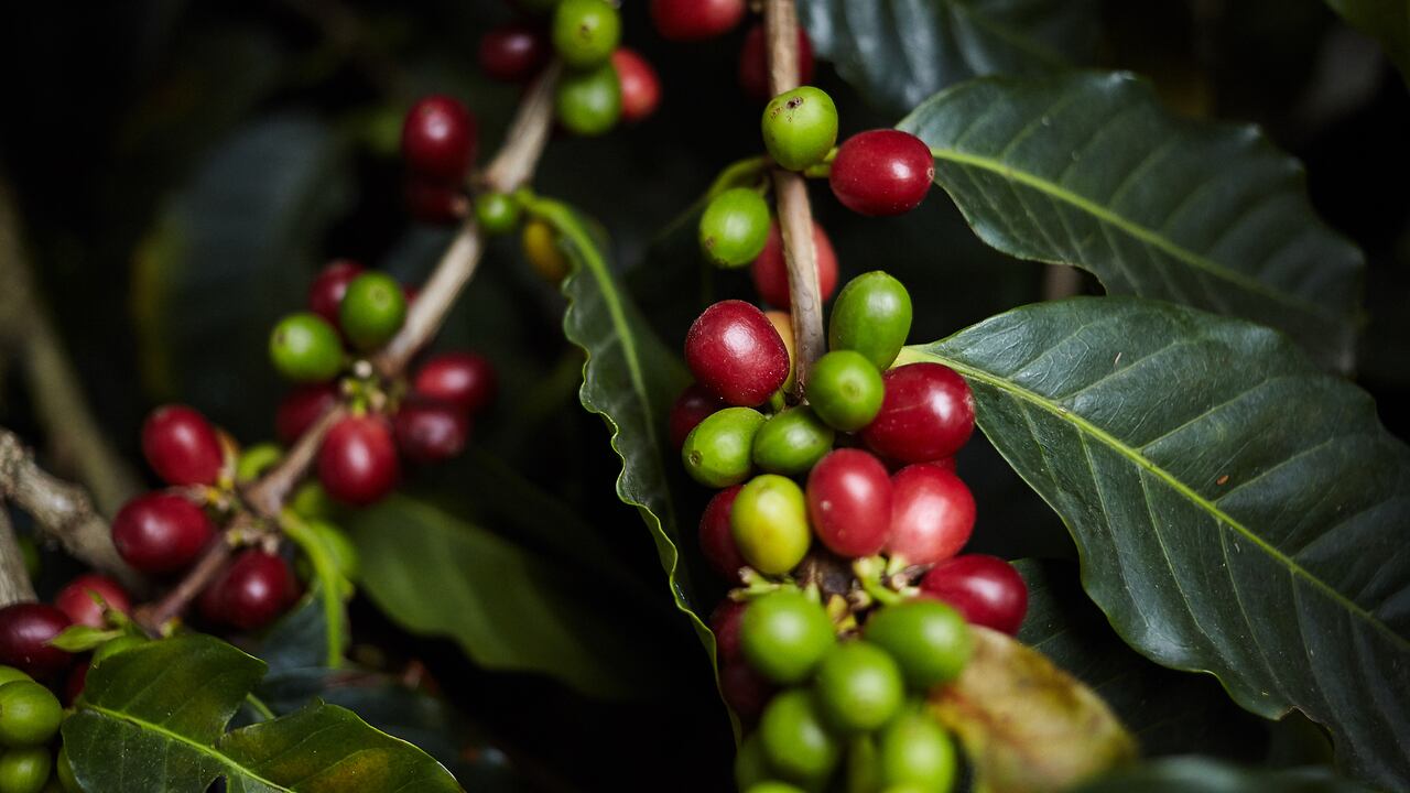 Los cultivos de Café hacen parte de los paisajes de Anserma, en Caldas. (Foto de referencia).
