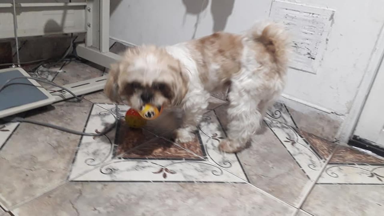 El perro estaba dentro de una caja, y traía una hoja con instrucciones con los cuidados para la mascota.