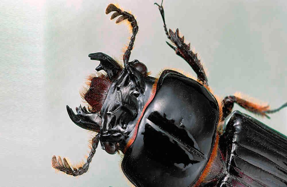 Escarabajo Veturius aspina. Se alimenta de madera y suele habitar al interior de troncos en descomposición. // Philippe Blanchot - Hems vía AFP