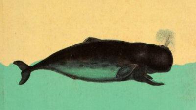 Leviatán o la ballena. 