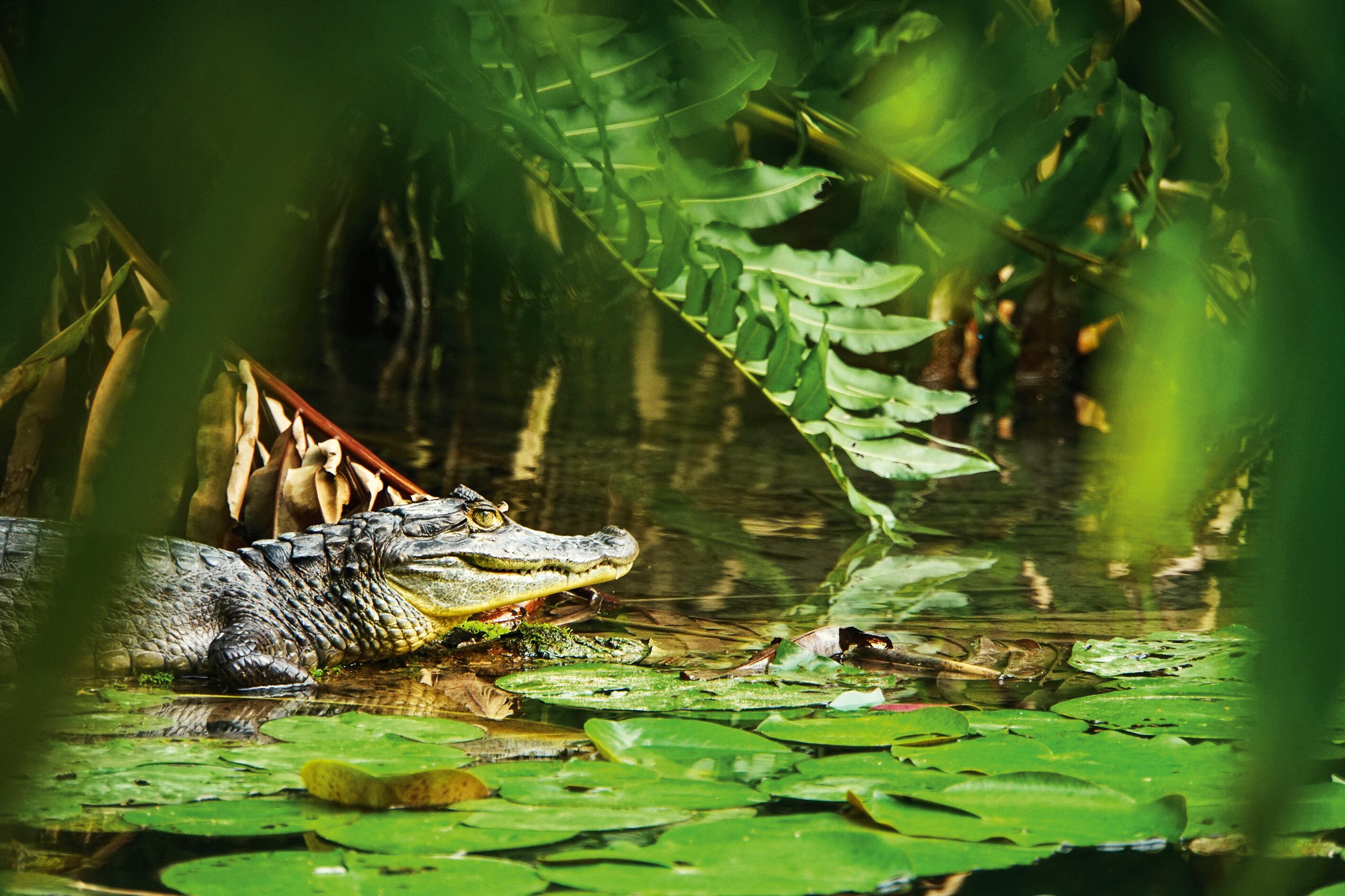 El caimán de anteojos es un sigiloso cazador nocturno que suele encontrarse en hábitats de agua dulce alrededor del Jardín.