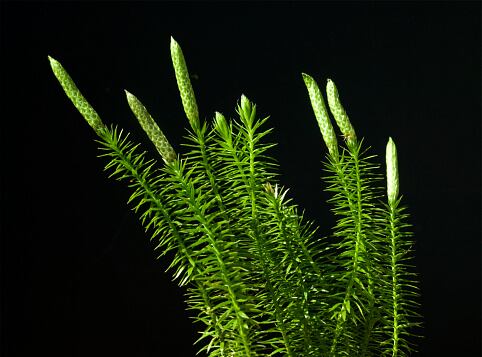 el licopodio ayuda a eliminar las verrugas.