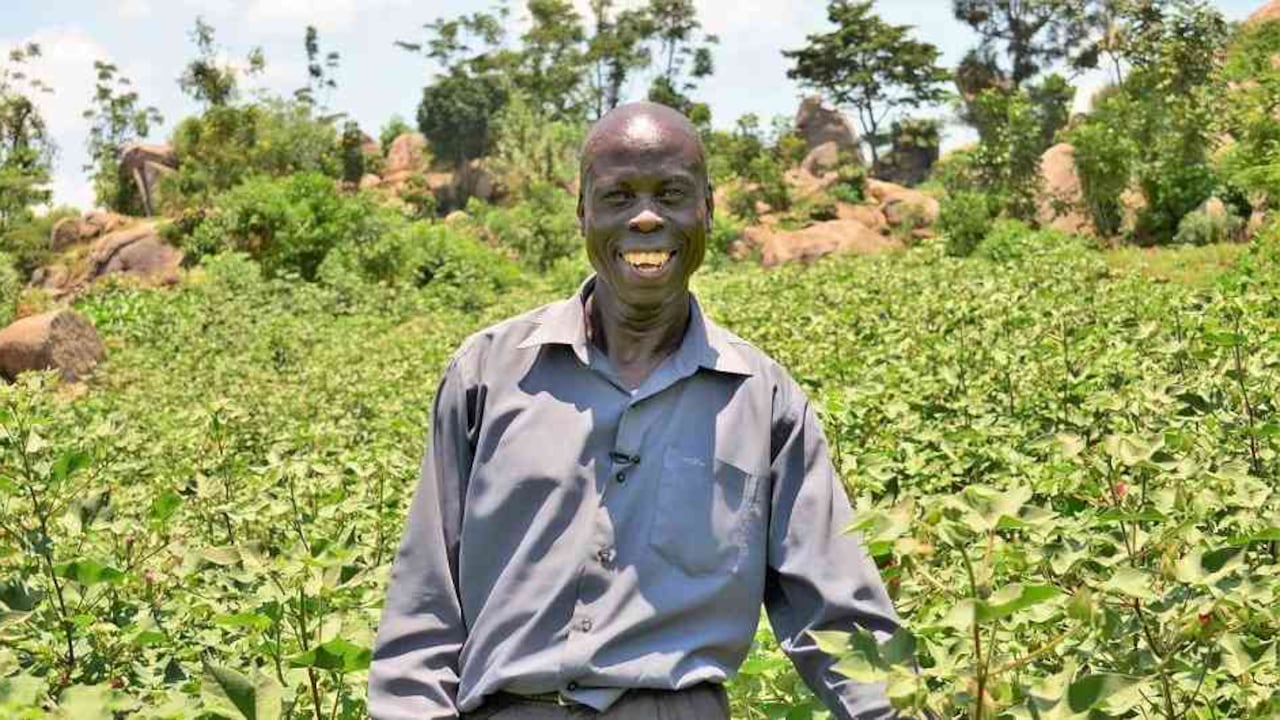 Cultivos transgénicos en África.