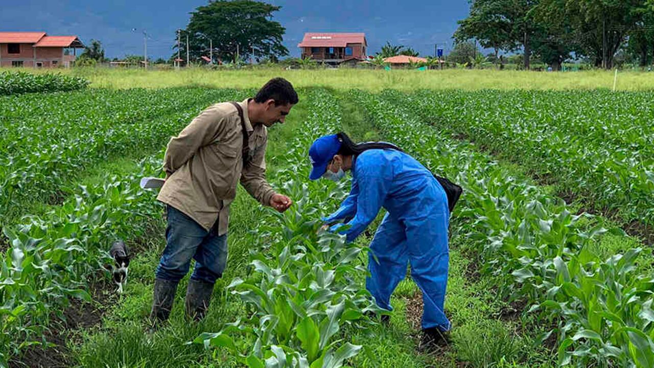 En 2020 el ICA busca certificar hasta 2.000 predios en Buenas Prácticas Agrícolas.