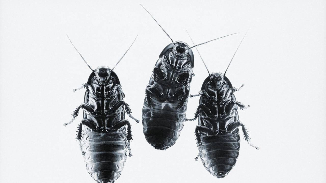 Cucaracha negra