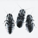 Las cucarachas negras son medianas, en comparación con otros insectos de su misma especie.