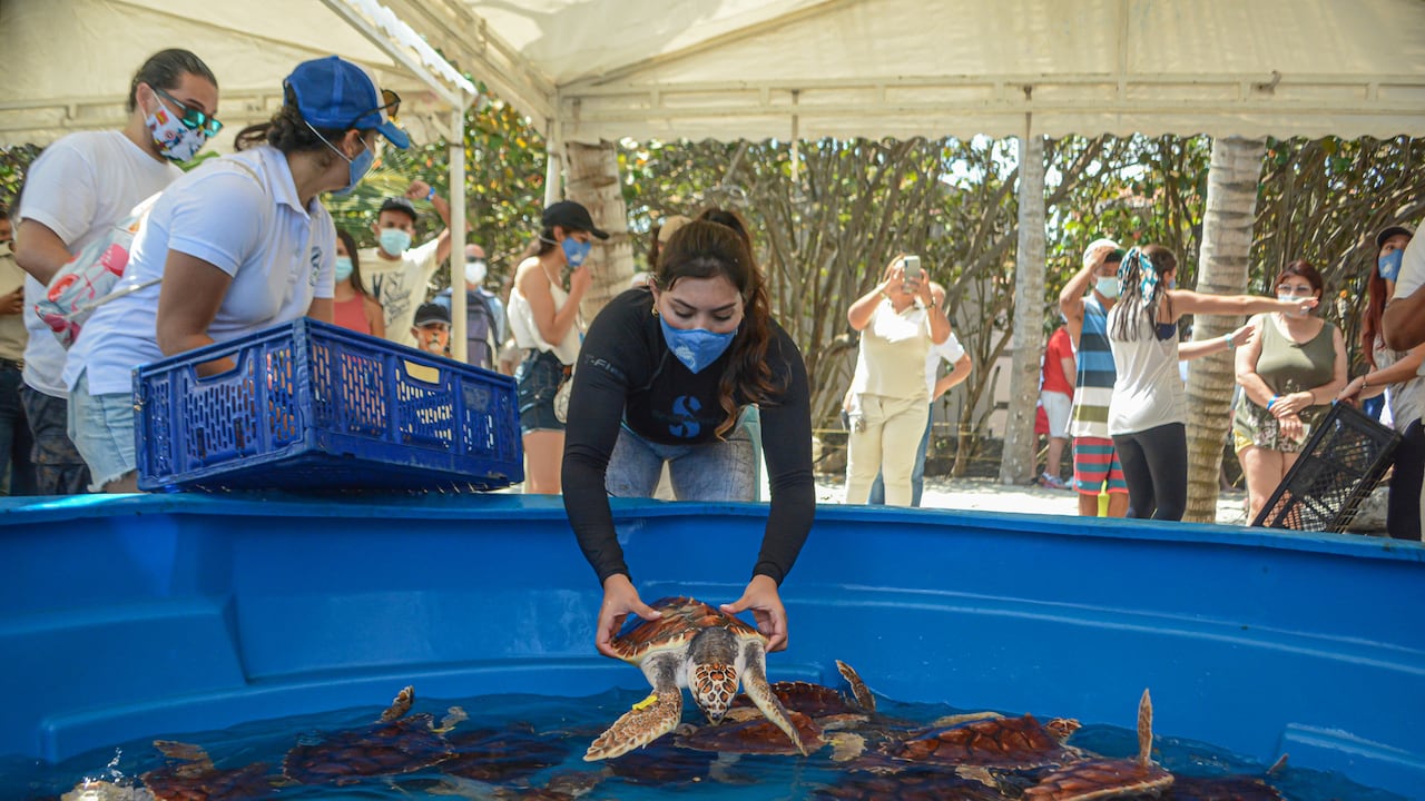 La Universidad Jorge Tadeo Lozano tiene cuatro programas focalizados por completo en la Colombia que es 50% mar.