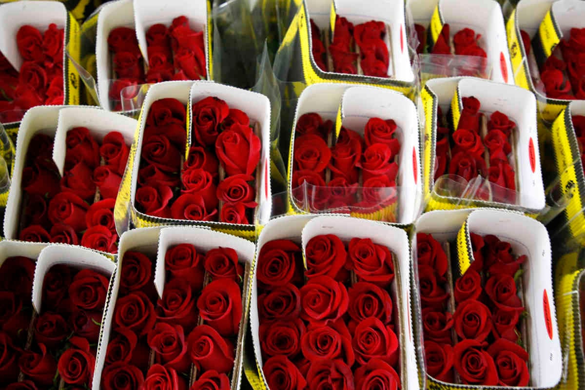 Ramos de rosas, uno de los mejores regalos para mamá.