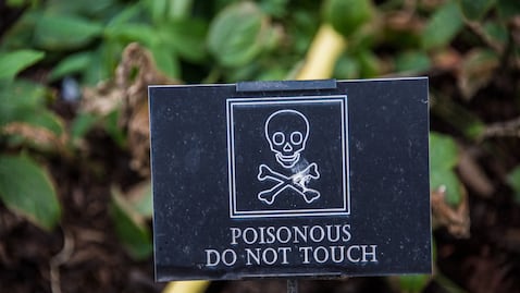 El jardín que esconde más de 100 plantas venenosas