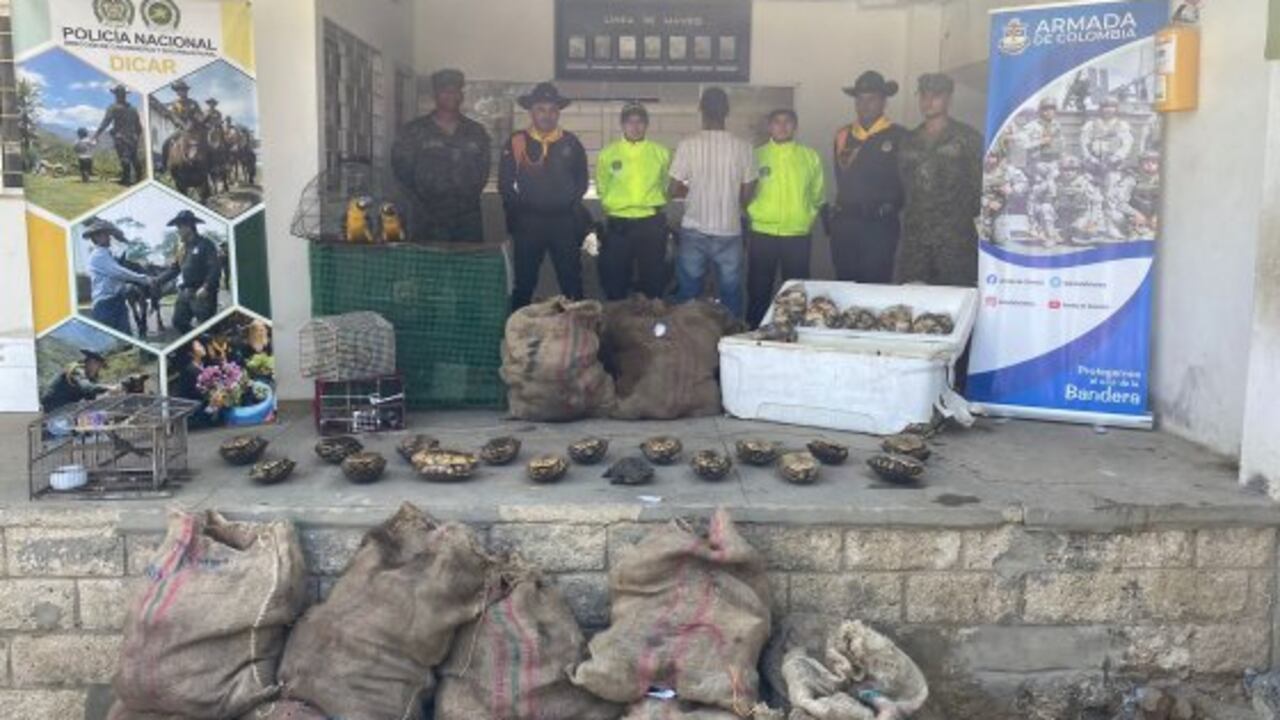 Golpe contra del tráfico ilegal de fauna silvestre en Bolívar