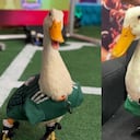 Merlín, el pato mundialista
