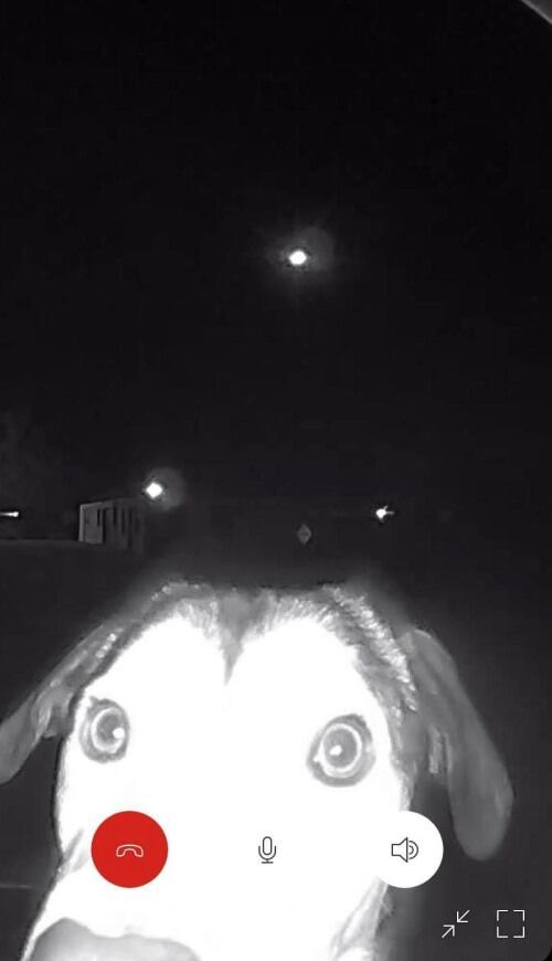 La perrita quedó captada en las cámaras del lugar.