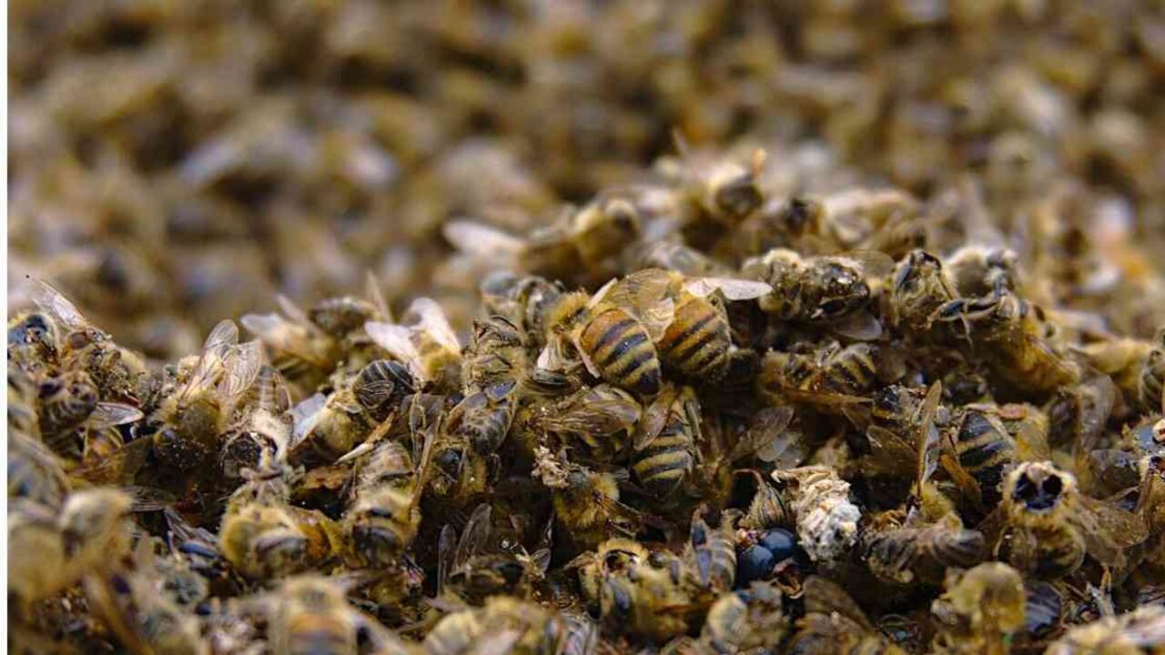 La mortandad de abejas en el departamento del Quindío ya se ha vuelto un problema frecuente que requiere de especial atención. Foto: Pixabay - Colombia hoy.