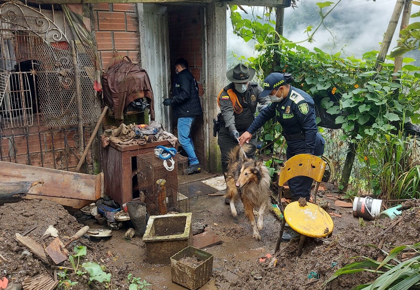 Actualmente se están conociendo datos aterradores acerca los casos de abandono animal en algunas ciudades del país