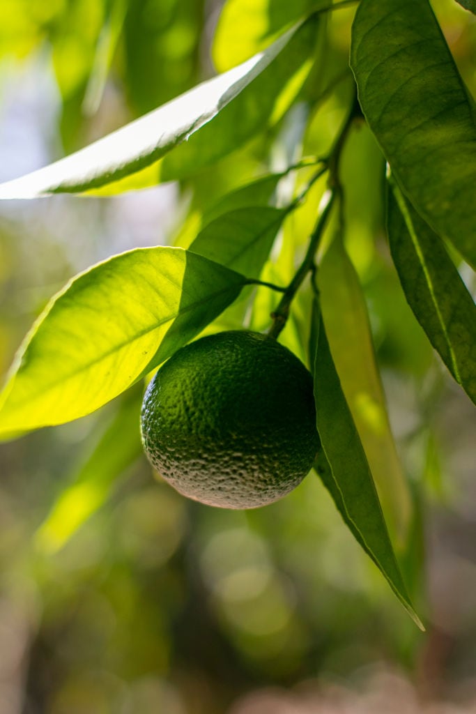¿El jugo de limón es apropiado para el acné?