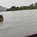 Los elefantes marinos han llegado a las aguas del Pacífico colombiano provenientes del sur del continente.