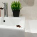 Por lo general, las cucarachas suele preferir el baño y la cocina ya que son lugares donde hay gran cantidad de residuos.