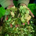 No hay una estimación exacta de la cantidad de hojas de coca que actualmente se exportan a EE.UU.