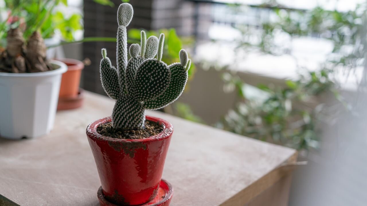 Los cactus son muy resistentes y no requieren de muchos cuidados.