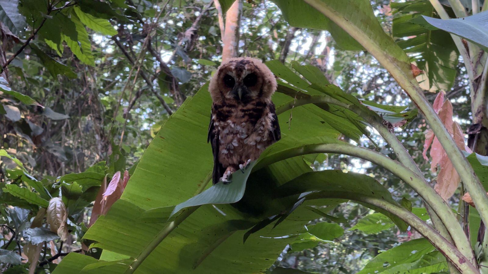 En Cundinamarca, la CAR celebró la primera gran liberación de especies rescatadas y rehabilitadas