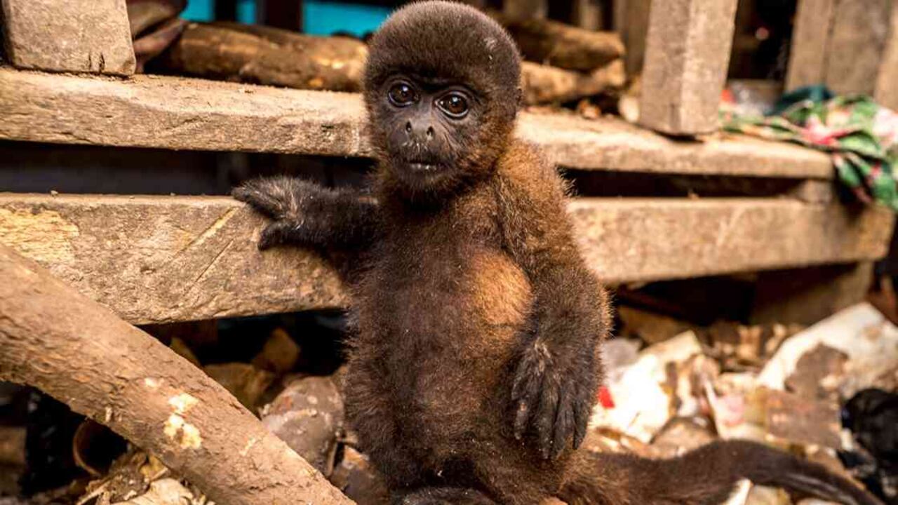 Los animales silvestres deben permanecer en su hábitat natural. Foto: Musuk Nolte (WCS-Perú).