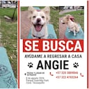 Angie, perrita extraviada en Bogotá.