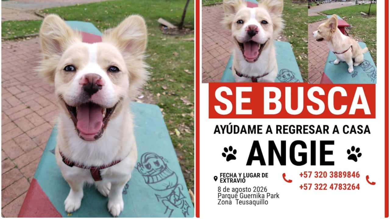 Angie, perrita extraviada en Bogotá.