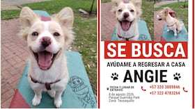 Angie, perrita extraviada en Bogotá.