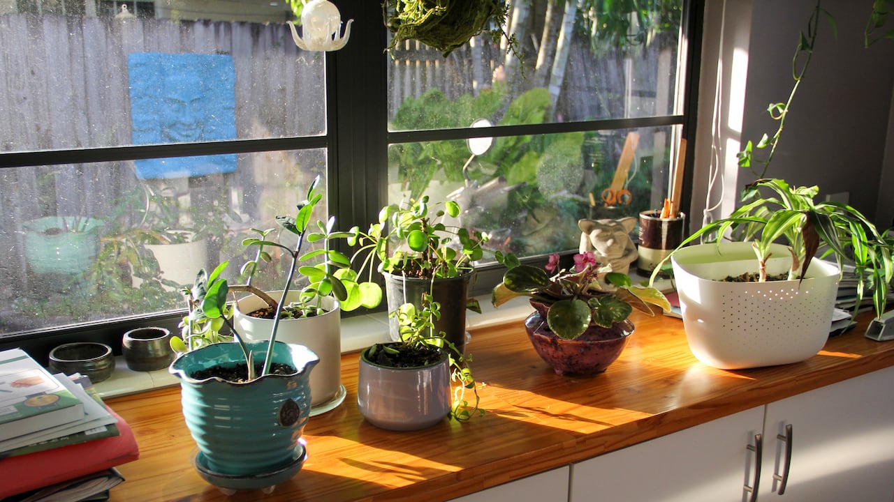 Decoración del hogar con plantas