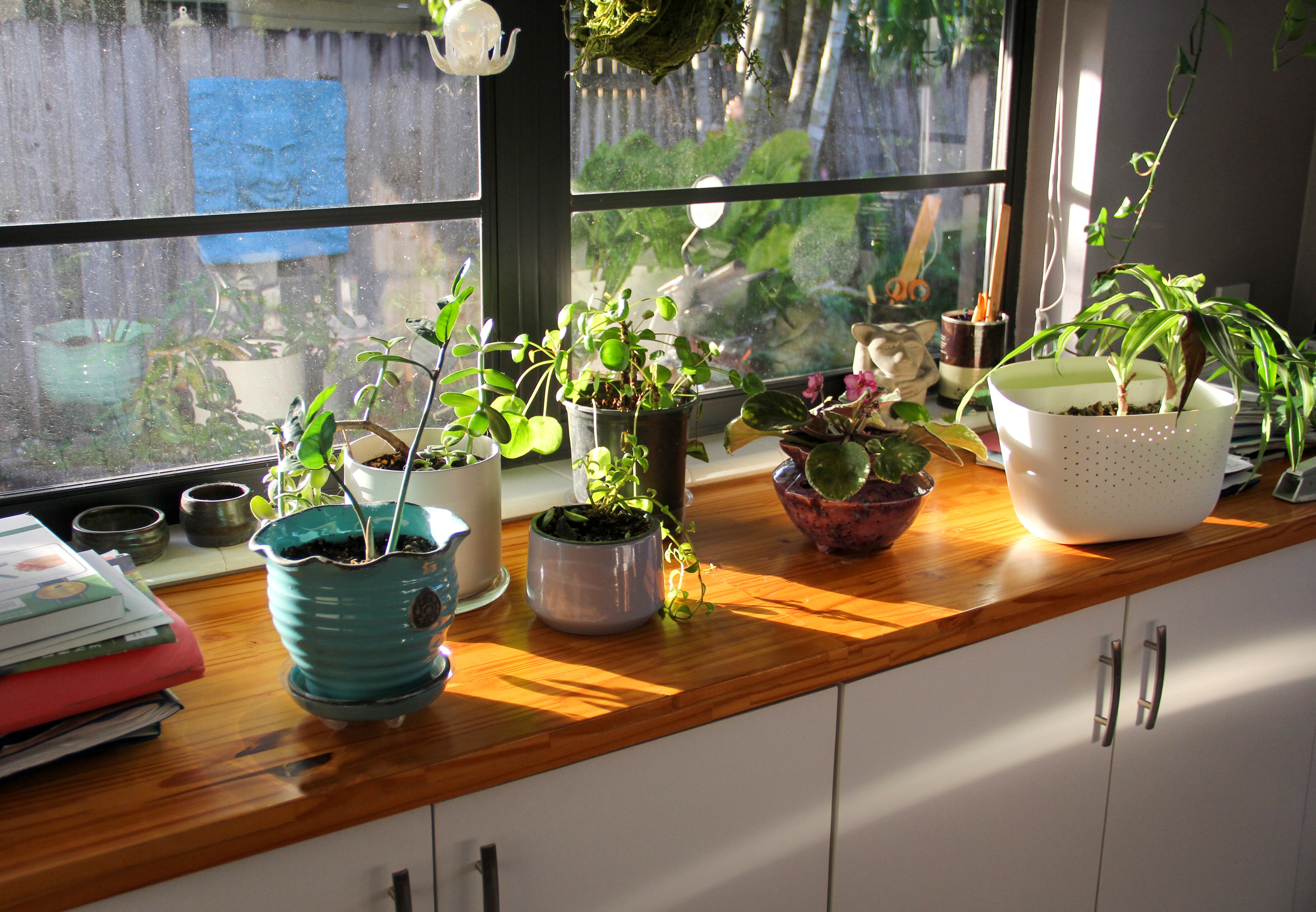 Decoración del hogar con plantas