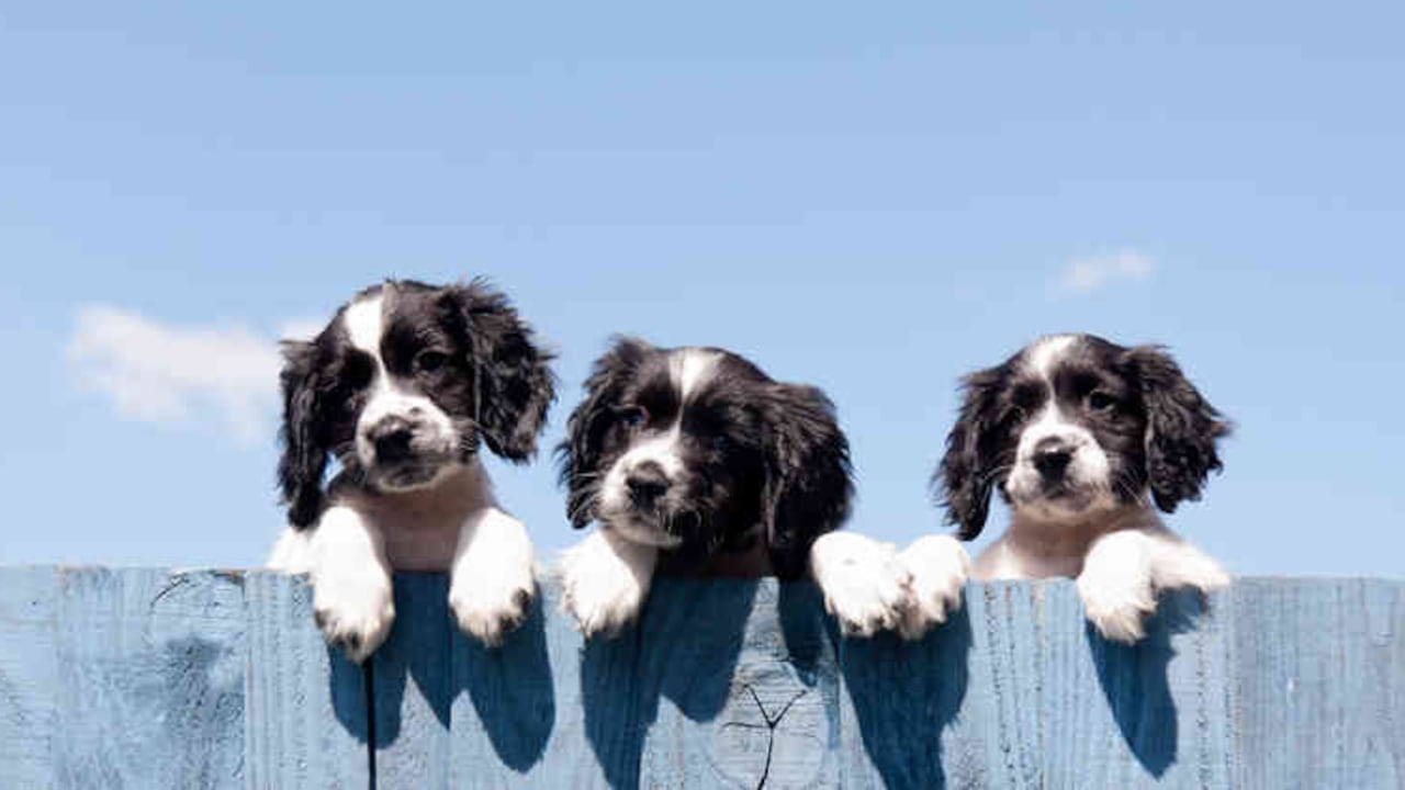 Se cree que existen más de 800 razas de perros en el mundo.