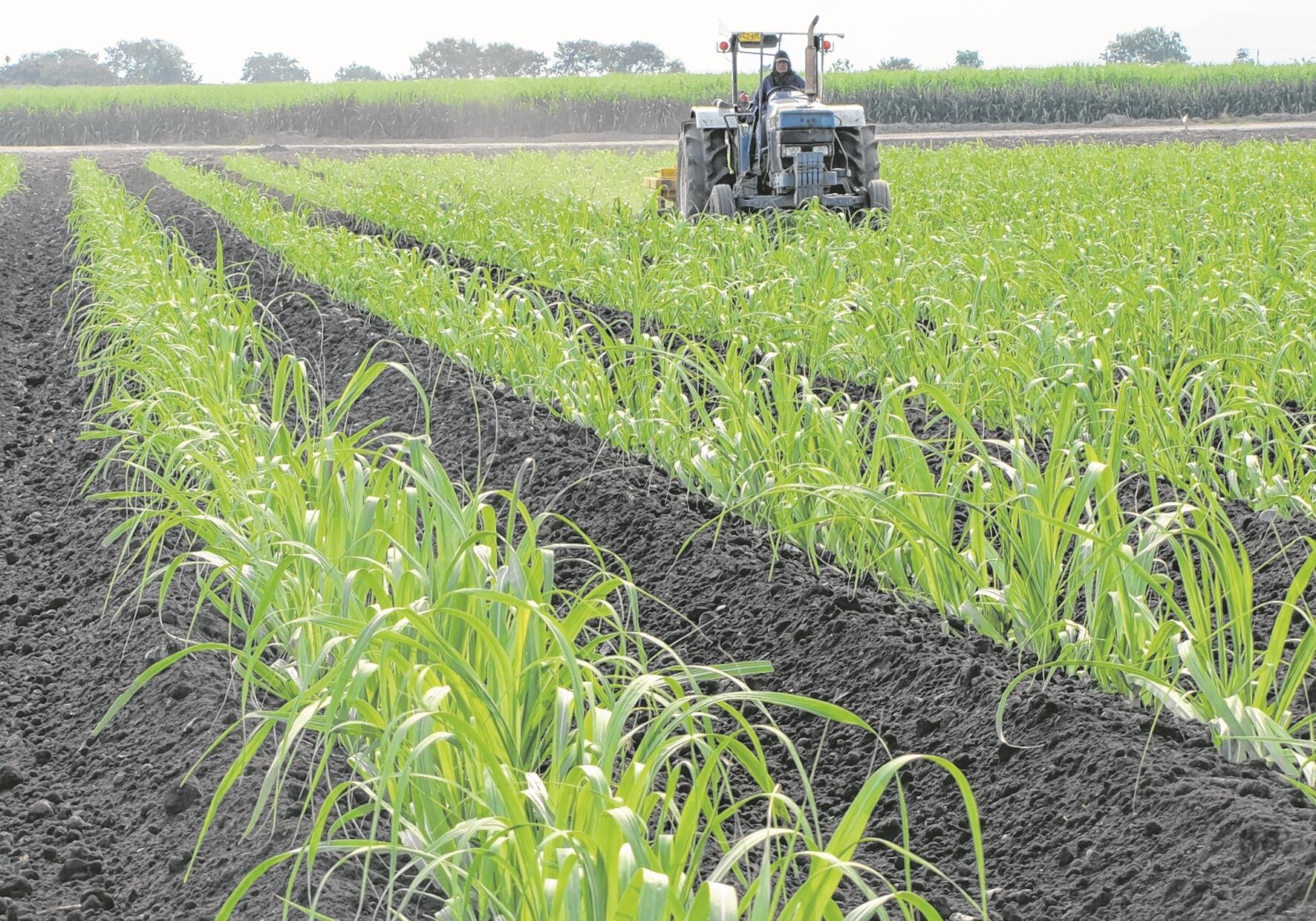 En el país hay 239.000 hectáreas de caña de azúcar.